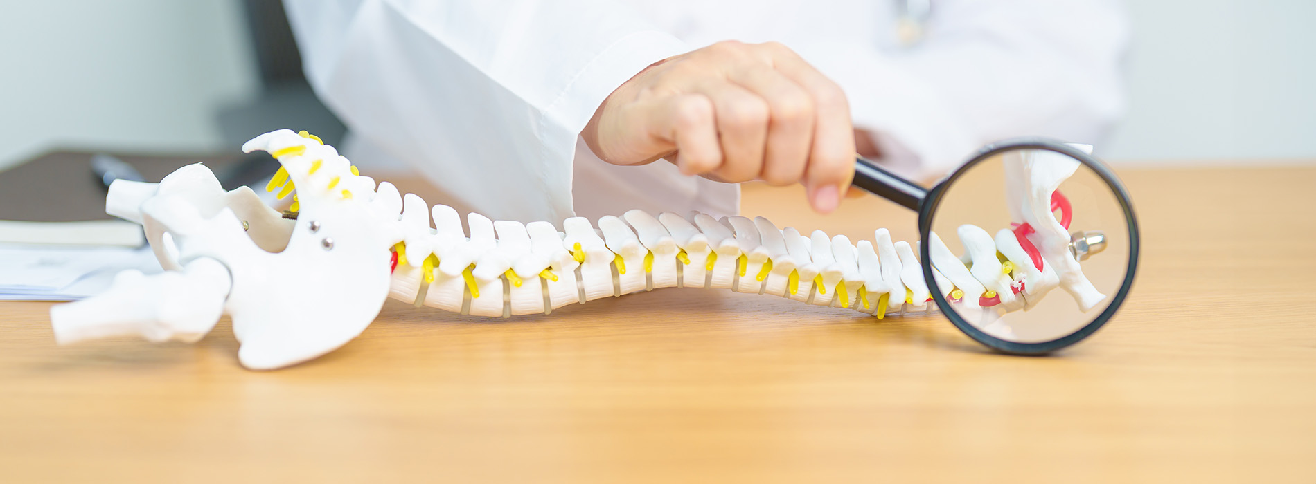 The image shows a person holding a human spine model on a table with a magnifying glass, emphasizing an educational or scientific setting.