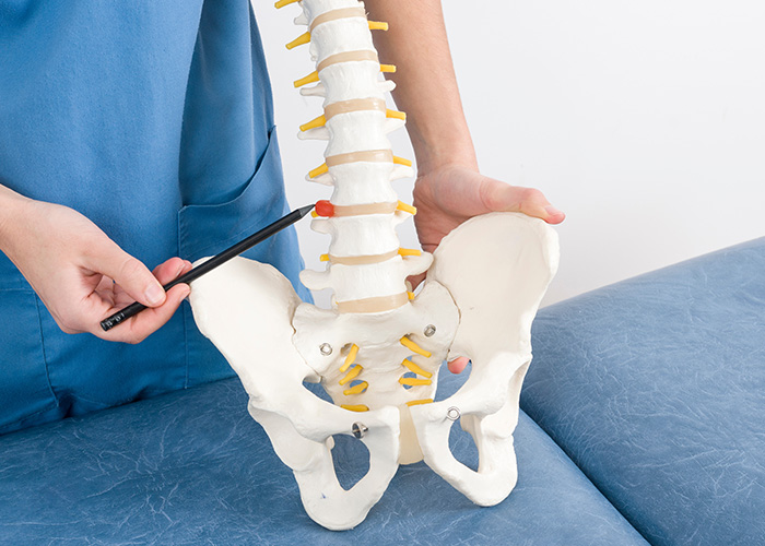A medical professional is using a tool to manipulate a human spine model on a table, which appears to be an educational demonstration related to chiropractic care or spinal alignment.